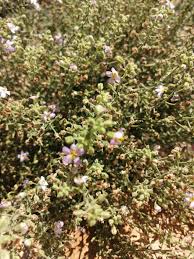 Image result for Cyrtorchis glaucifolia