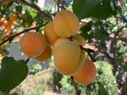Snap judgments may spell trouble for what was once the king of california apricots. Blenheim Apricot Apricot Tree From Paradise Nursery
