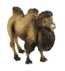 There are two types of camels: Wild Safari Wildlife Bactrian Camel Realistic Hand Painted Toy Figurine Model For Ages 3 And Up Two Humped Camel Much Rarer Than The Single Humped Dromedary By Safari Ltd Walmart Com