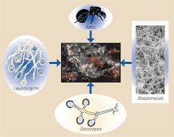 Image result for Anthericopsis