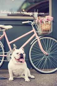 15 Beautiful Iphone Wallpaper Ideas From Pinterest Cuccioli Di Cani Animali Carini Cani Carini