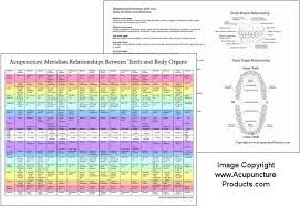 Acupuncture Meridian Relationships Between Teeth And Body