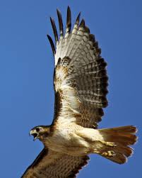 Birds Of Arizona Desert Screaming Red Tailed Hawk Near Marana Arizona Red Tailed Hawk Desert Animals Arizona