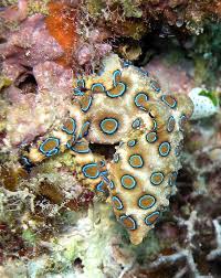 Blue Ringed Octopus Wikipedia The Free Encyclopedia Poisonous Animals Octopus Venomous Animals