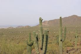 Choose from more than 4,000 discover a selection of 4,000 vacation rentals in mesa, az that are perfect for your trip. Cacti In Mesa Mesa Sonoran Desert Mesa Az