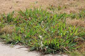 Yes, you can hire a professional weeding service or a lawn and yard care company to pull weeds. Lawn Weed Control Treatment Services Lawn Doctor