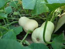 Plant a buttery yellow crookneck, delicately flavoured golden scallop pattypan, and a black beauty zucchini, and by time peak season rolls around, you could be picking several squash a day — more than enough to eat, freeze, and gift to friends and neighbors. Growing Butternut Squash Winter Variety How To