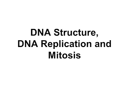 Dna and replication answer key displaying top 8 worksheets found for this concept. Dna Structure Dna Replication And Mitosis Dna Chromosomes And Gene Structure Revision Ppt Download