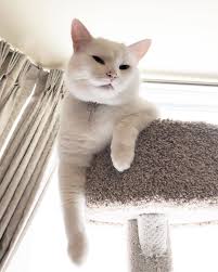 78 8 Mil Me Gusta 437 Comentarios Smudge Table Cat Smudge Lord En Instagram Bow Down Human You Re Speaking To A Lord White Cat Meme White Cat Cats