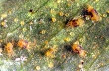 Image result for spider mites cucumber plants