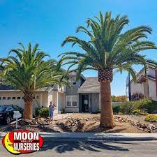 We did not find results for: Moon Valley Nurseries Growest Nursery Pineapple Palm Canary Island Date Palm Landscape Architect