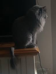 When your cat's hair is matted, shaving him is an option. He Was So Matted When They Found Him That They Shaved Him Like A Little Lion It Cracks Me Up Nebelung