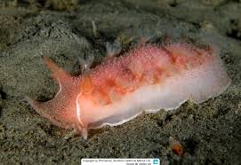 Image result for Tritonia moggii