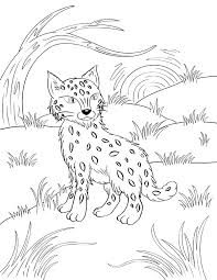 Free Printable Bobcat Coloring Page Download It From Https Museprintables Com Download Coloring Page Bobcat Coloring Pages Coloring For Kids Color