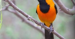 Orange Bird With Black And White Wings Image Result For Hooded Oriole Orioles Humming Bird Feeders Birds