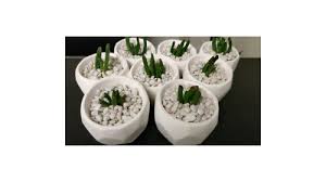 Black gold organic earthworm castings 8. Covering Soil Of Indoor Plants With Rocks Or Gravel Ok Or Not Ok