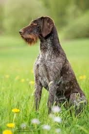 German wirehaired pointer dogs and puppies from michigan breeders by dogsnow.com, part of the equinenow.com, llc group of websites. 53 German Wirehaired Pointer Ideas German Wirehaired Pointer Hunting Dogs Dogs