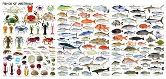 Australian Fish Species Fish Chart Fish Types Of Fish