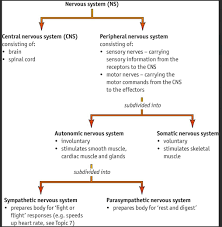 Pin On A Level Biology