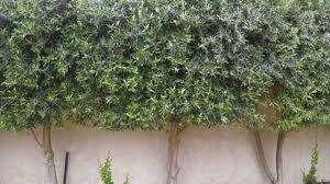 Yes, they can grow well there but are unlikely to fruit because the weather is too warm for olives to achieve the dormancy required for flower development. Olive Trees For Fruit Oil Or Hedging Nz Herald