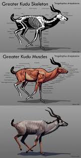 Kudu Skeleton Google Search Animal Drawings Animal Skeletons Hooved Animal