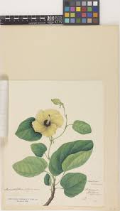 Image result for Hibiscus rhabdotospermus