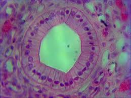 Simple Columnar Epithelium Of Kidney Tubules Ob Lens 40 Oc Lens Download Scientific Diagram