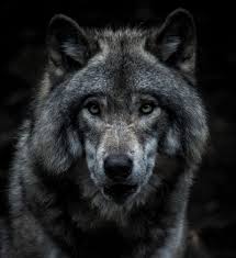 Black And Brown Wolf Black And Brown Wolf Painting Photo Free Animal Image On Unsplash In 2020 Wolf Pictures Animals Black And White Dog