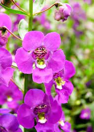 Pin On Blue Purple Flowers Fine Art America