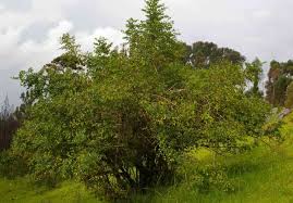 Image result for Icacinaceae