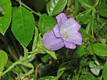 Expert advice to help you get growing. Campanula Medium Wikipedia