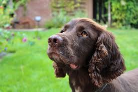 Image result for německý křepelák postava