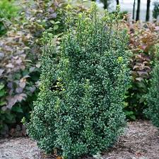 How To Plant, Grow, And Care For Blue Holly