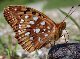 Image result for Sartidia angolensis