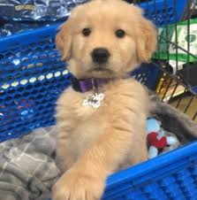 Families love their goldens and often. 4 Best Golden Retriever Breeders In The United States 2021 We Love Doodles