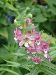 Image result for Antherotoma angustifolia