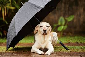 Total cost (0 → 6) an ancient bow, as hard as cast iron, that once belonged to a famed archer. 40 English Weather Idioms That Make Speaking English A Breeze Fluentu English