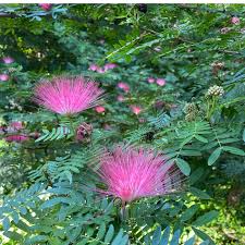 Image result for Calliandra haematocephala