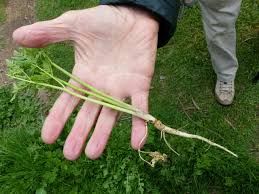 Image result for Conium