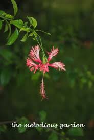 Image result for Hibiscus schizopetalus