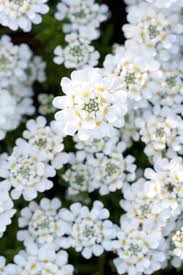 Some of the most popular types of cut roses include floribunda, hybrid tea, grandiflora, and polyanthus. 15 Fall Flowers That Ll Keep Your Garden Alive Beyond Labor Day Autumn Garden Fall Garden Vegetables Fall Plants