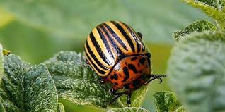 Epingle Sur Jardinage