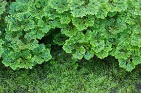 Image result for Adiantaceae