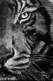 See more ideas about tiger drawing, drawings, animal drawings. Eye Of The Tiger Drawing By Paul Mwamba Saatchi Art