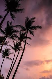 The best hd desktop wallpapers featuring wallpaper images of stunning fantasy description: Tropic Like It S Hot Palm Tree Sunset Palm Trees Wallpaper Wallpaper Iphone Summer