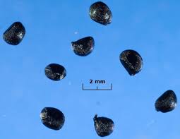 Image result for Hypoxis sp. A (as per FZ 12-3)