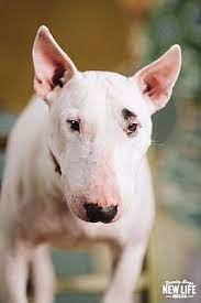 Pictures Of Scout A Bull Terrier For Adoption In Portland Or Who Needs A Loving Home Bull Terrier Rescue Dogs Pet Adoption