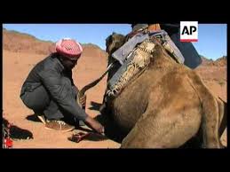 And that the place where moses spoke to god in. Tourists Learn The Art Of Camel Riding Replay Youtube