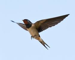 Birds That Make Mud Nests Under Bridges Pin De John Emery En Bird Inspirons En 2020 Hirundo Rustica Pajaros Exoticos Tatuajes De Golondrinas