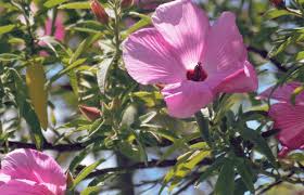 Image result for Hibiscus mutatus